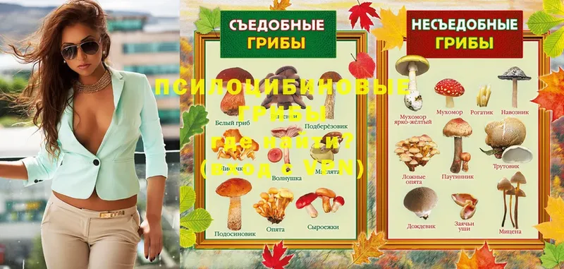 Псилоцибиновые грибы Psilocybe  наркотики  Верхняя Пышма 